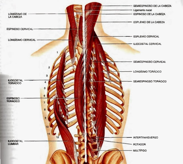 Musculatura espalda